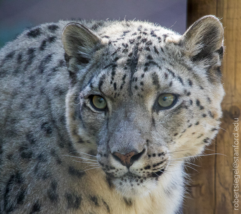 snow leopard